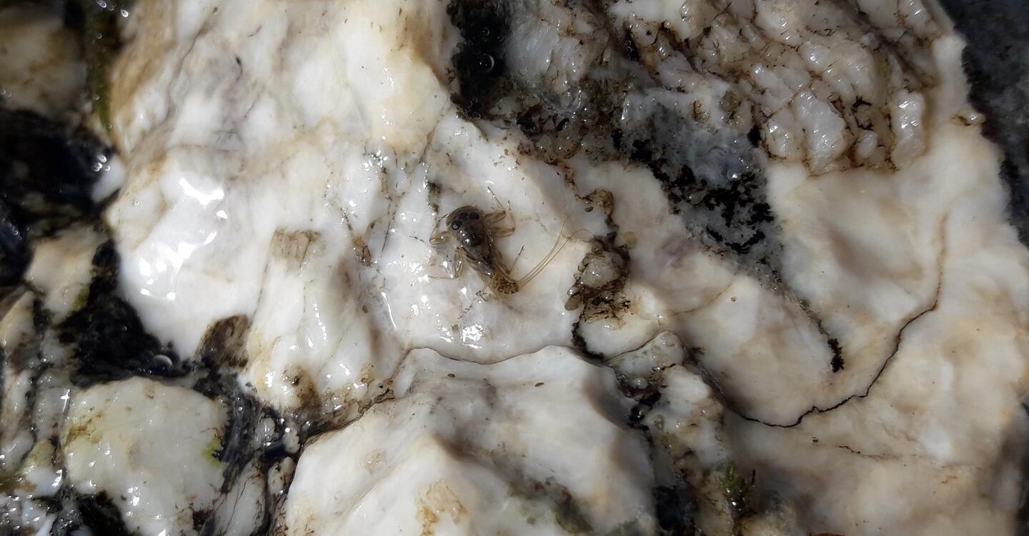 Figure 11 : larve d'éphémère, famille des Heptageniidae