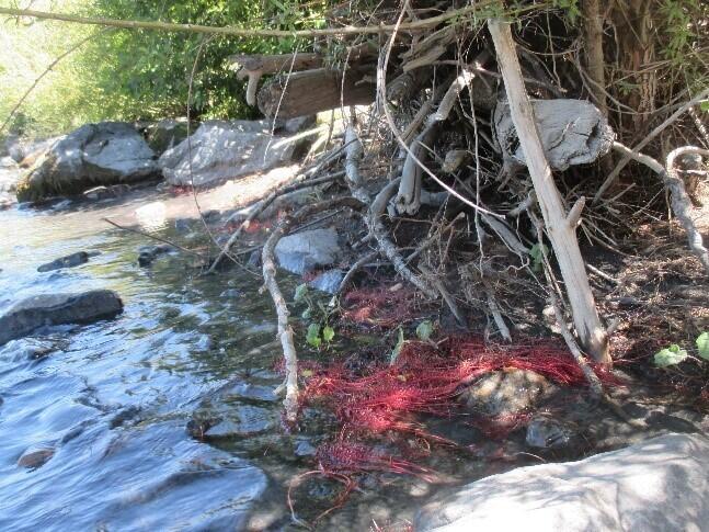 Figure 14 : racine de saule se développant en bord du lit en eau propice aux populations d’invertébrés aquatiques