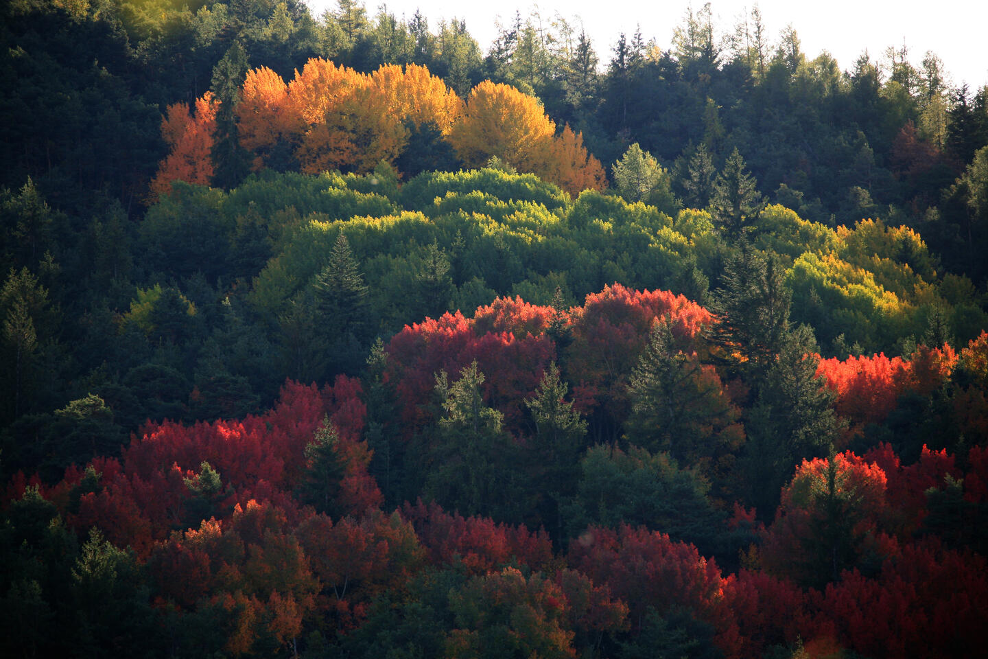 La Charte Forestière La Charte Forestière