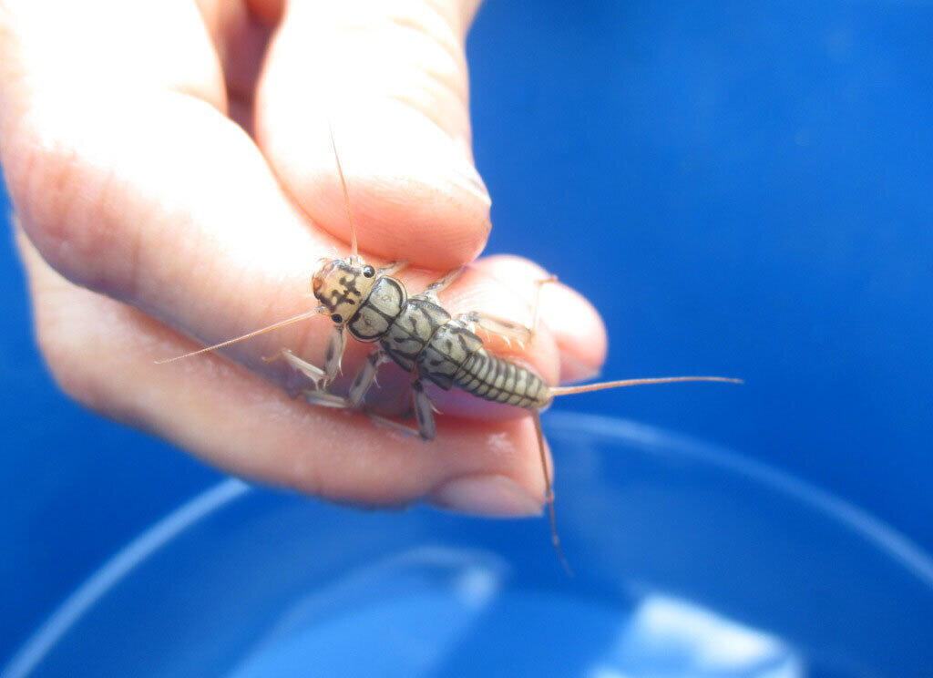 Figure 12 : Larve de Plécoptère, famille des Perlidae