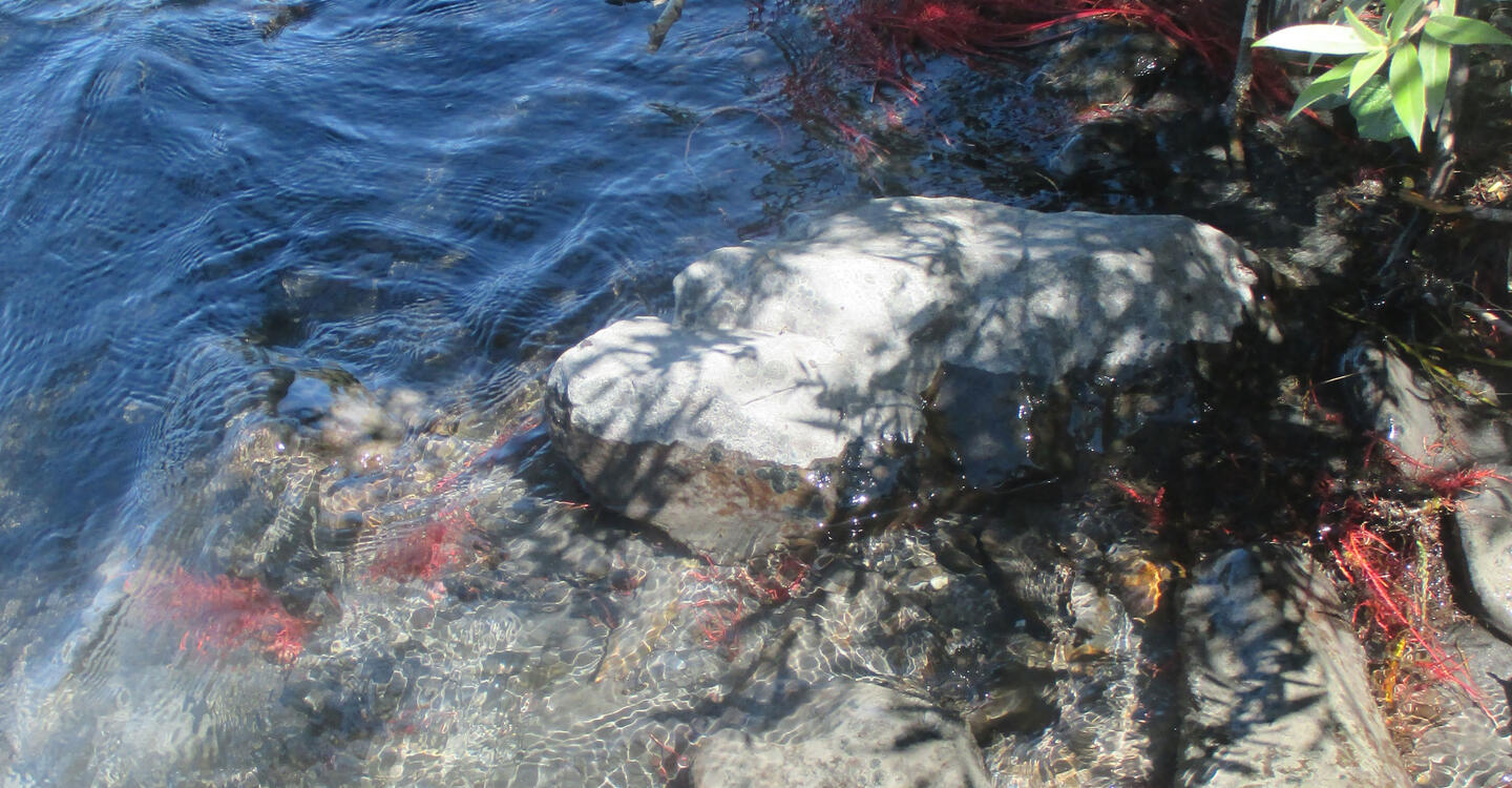 Figure 14 : racine de saule se développant en bord du lit en eau propice aux populations d’invertébrés aquatiques